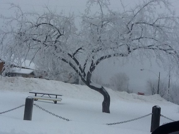 Hoar frost on the trees