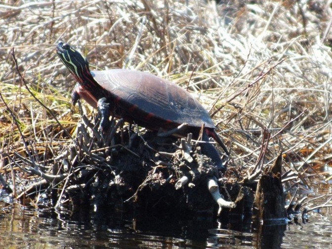 Turtle at Sherrif Creek...photo by Scott Prevost