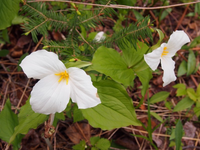 Beautiful Trillium flowers...photo by Eino Myllymaki