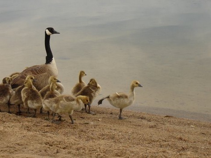 Comical baby goose . . . photo by Gale McNichol